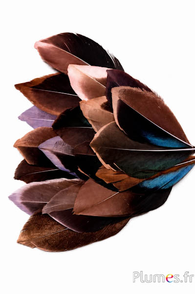 Blütenblätter aus Federn - 5-8 cm x 3-4 cm - schokolade-schwarz